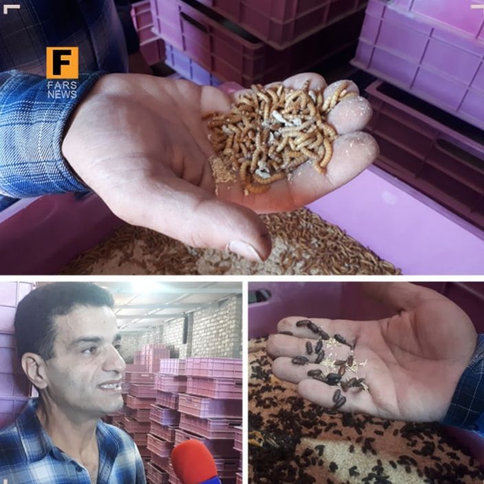 سوسک‌های اسکناس‌آفرین!