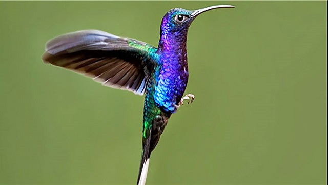 پرنده‌ای که در یک دقیقه ۶۲ بار رنگ عوض می کند / فیلم