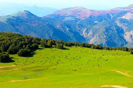گردشگری 