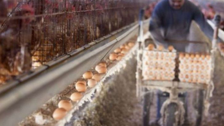 یک بام و دوهوای قیمت تخم مرغ / ستاد تنظیم بازار تصویب می‌کند اما تولیدکنندگان رد!