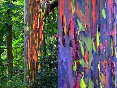 درخت رنگین کمان / عکس