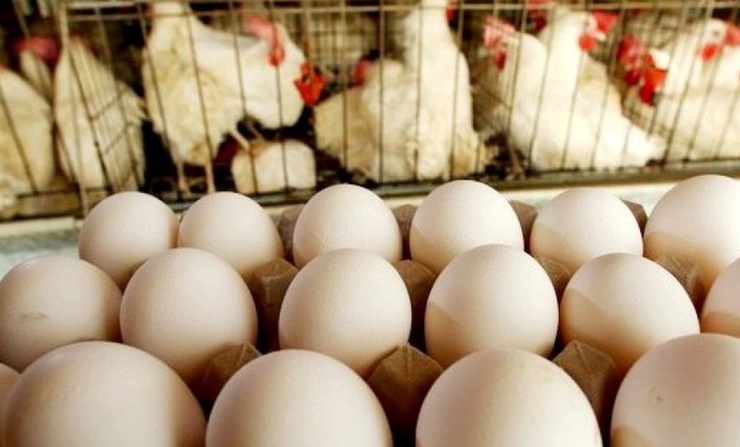 قاچاق مرغ و تخم مرغ