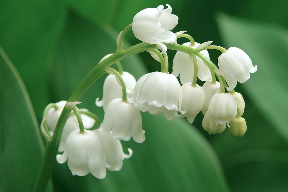 گل موگه