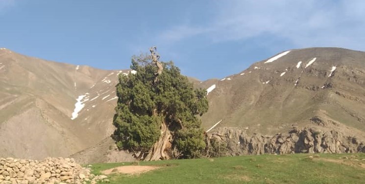 درخت ۲۷۰۰ ساله شکسته شد
