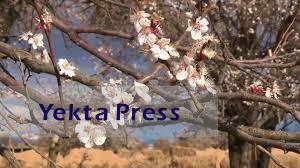 زیبایی کوچه به وقت شکوفه‌ها