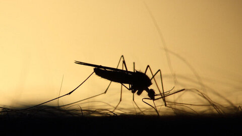 رها سازی پشه‌های اصلاح ژنتیکی شده !