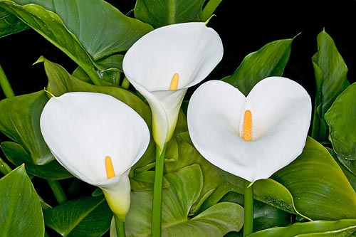 معرفی گل شیپوری Zantedeschia 