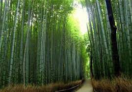  جنگل زیبا بامبوی ژاپن