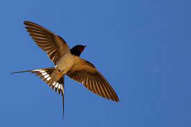 سریع‌ترین پرنده مهاجر جهان، چه رکوردی دارد؟