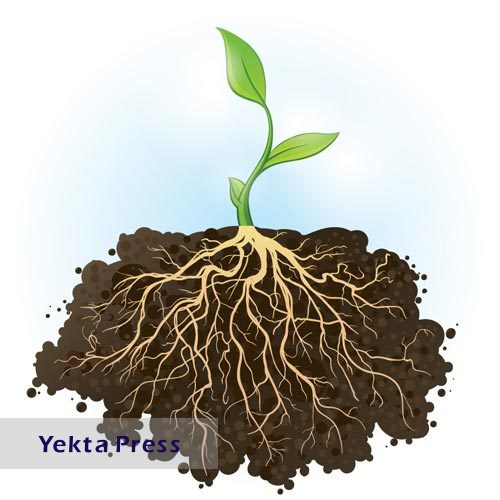 چرا گیاهان ریشه دارند؟ وظیفه ریشه چیست؟
