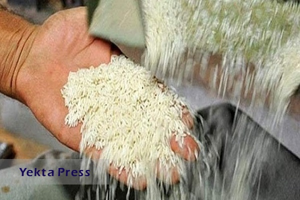 شوک در بازار برنج/ واردات برنج کلا ممنوع شد