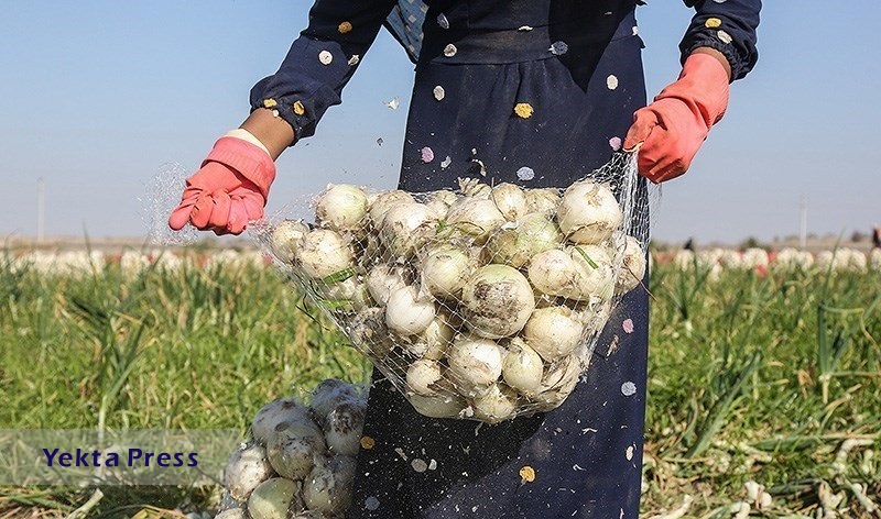 اتحادیه بارفروشان: پیاز ارزان شد