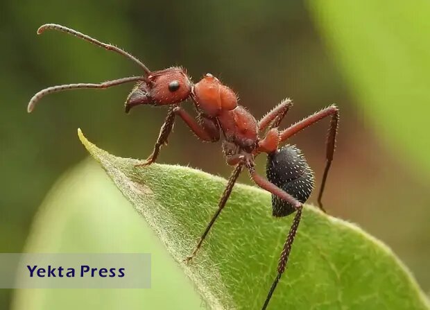 مورچه‌ای عظیم‌الجثه به بزرگی یک پرنده!