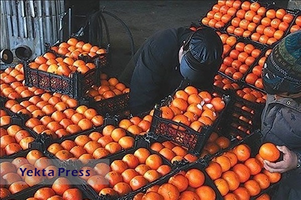 آغاز توزیع میوه تنظیم بازاری در ۱۰ استان از امروز
