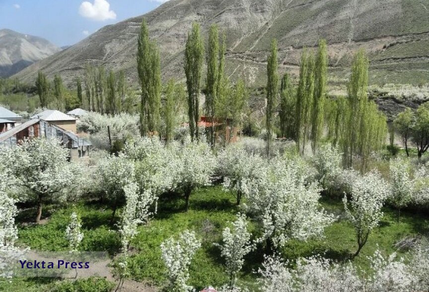 پیاده‌روی در کوچه‌باغ‌هایی پرشکوفه