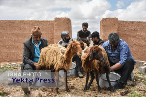 تصاویر آیین سنتی ۴۰۰ ساله شیردوشان در دیباج دامغان