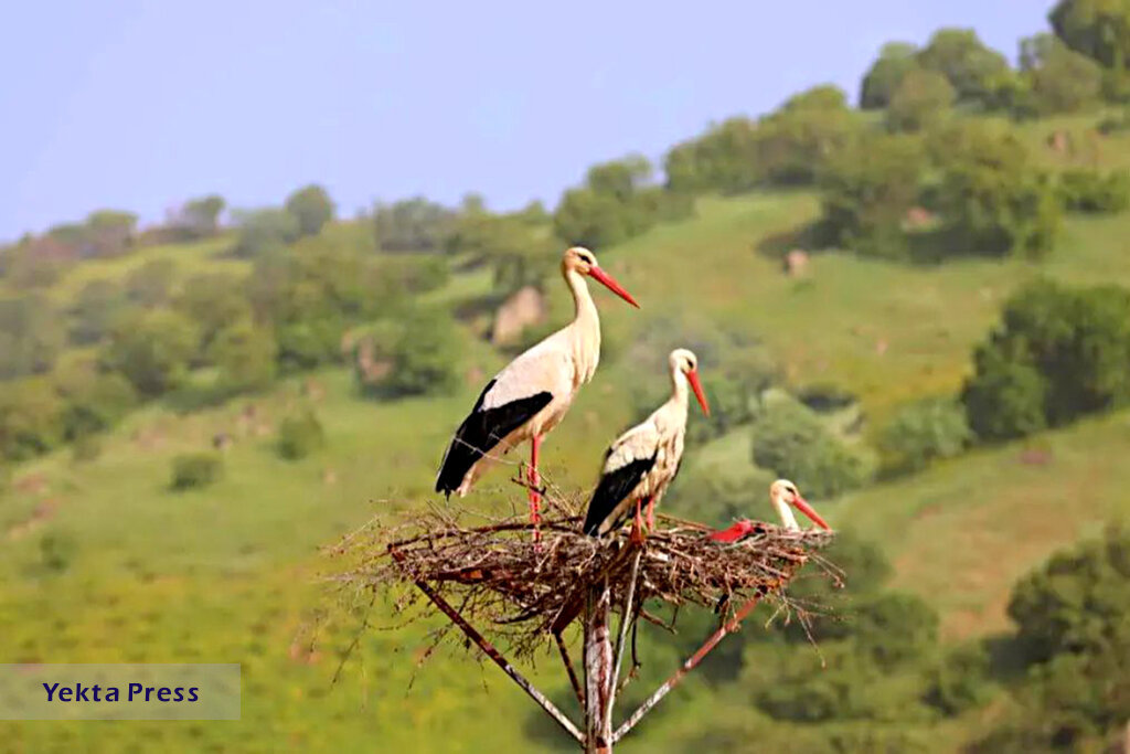  زریوار میزبان مهربان پرندگان 
