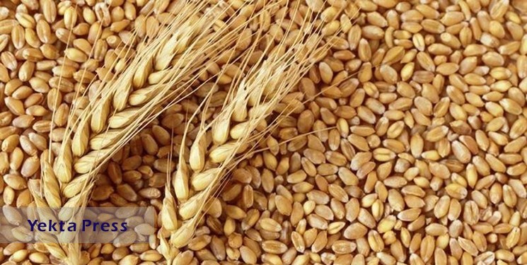 قیمت گندم 