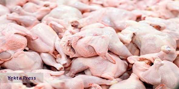 قیمت مرغ در مرغداری و خرده فروشی ها + جزئیات