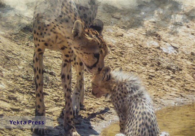 مشاهده ۳ یوزپلنگ ایرانی در پارک ملی توران