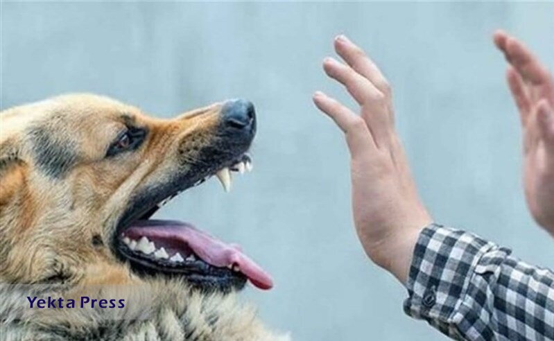 سگ نگهبان صاحبش را کشت سگ نگهبان صاحبش را کشت