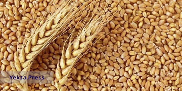 واردات گندم از سوی بخش خصوصی هم انجام می شود