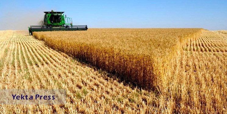 افزایش شدید قیمت گندم با افزایش درگیری بین روسیه و اوکراین