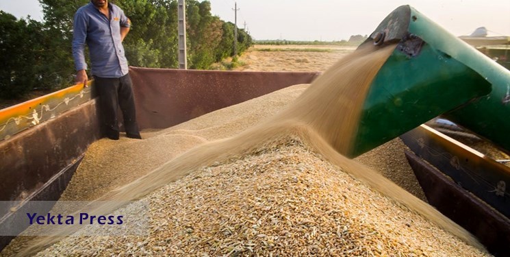 افزایش ۱۲ دلاری قیمت گندم در بازارهای جهانی