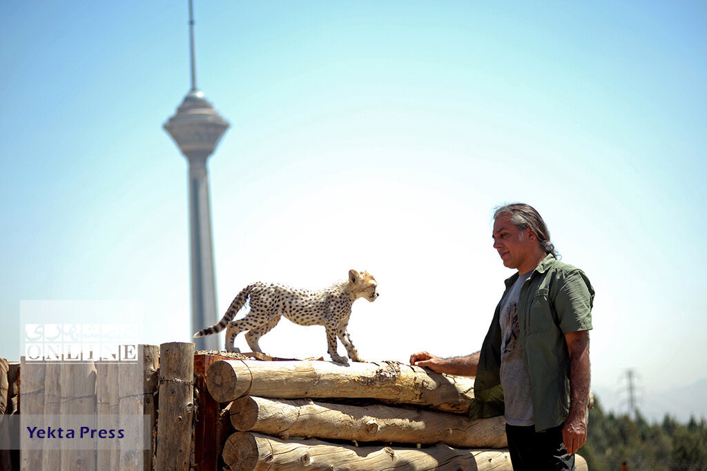 توله یوزپلنگ ایران باید جنگنده شود