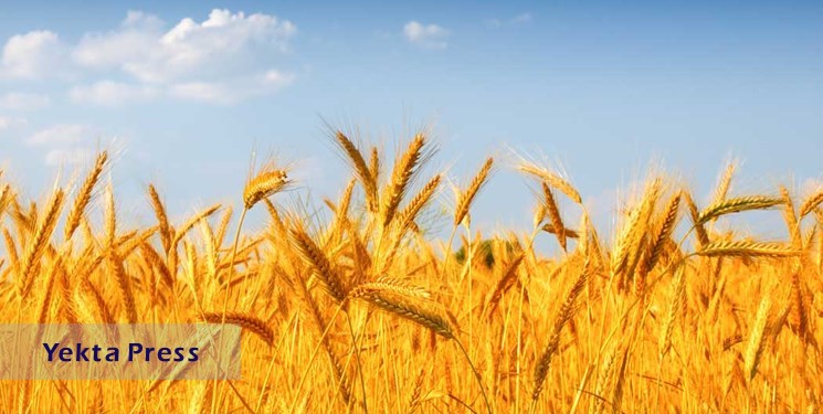 پیش بینی افزایش ۳۰ درصدی تولید گندم در کشور