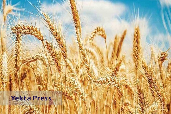 واکنش شورای قیمت‌گذاری محصولات اساسی کشاورزی به اظهارات سخنگوی دولت