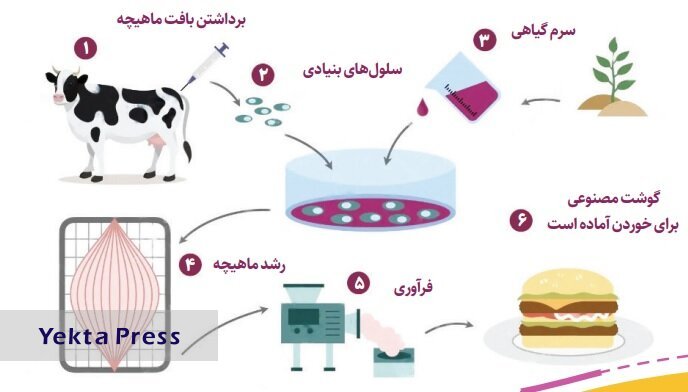 گوشت درون‌کشتگاهی چگونه تولید می‌شود؟