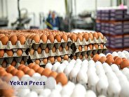 تولید بیش از ۱.۳ میلیون تن تخم‌مرغ در سال‌ جاری