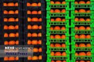 ذخیره ۲۰ هزار تن سیب و پرتقال برای تثبیت قیمت در بازار نوروز