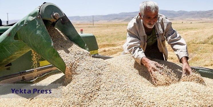 دلالان مترصد قاچاق گندم داخلی به خارج کشور