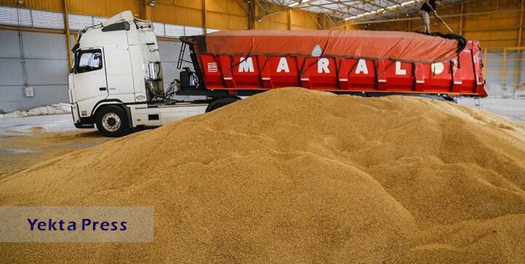 افزایش جدید نرخ خرید گندم فعلا منتفی است