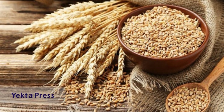 پیش بینی خرید هشت میلیون تن گندم از کشاورزان