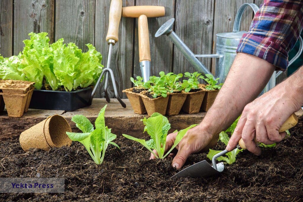 آماده سازی خاک باغچه برای کاشت سبزی