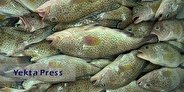 گرانی عجیب قیمت ماهی و میگو در بازار