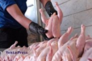 افزایش عرضه مرغ در تهران