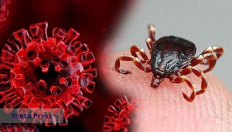 افزایش مبتلایان تب کریمه کنگو به ۲۸ نفر/ ۳ نفر جان باختند
