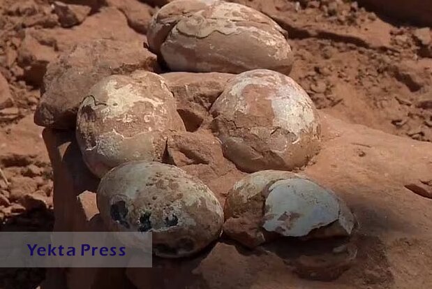 کشف جالب لانه ۶۰ میلیون ساله با تخم‌های دایناسور