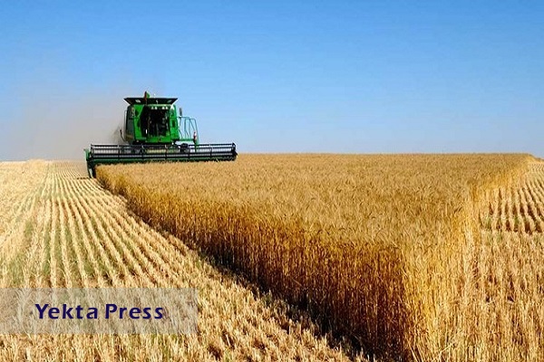 افزایش قیمت گندم درپی تمدید نشدن قرارداد صادرات اوکراین