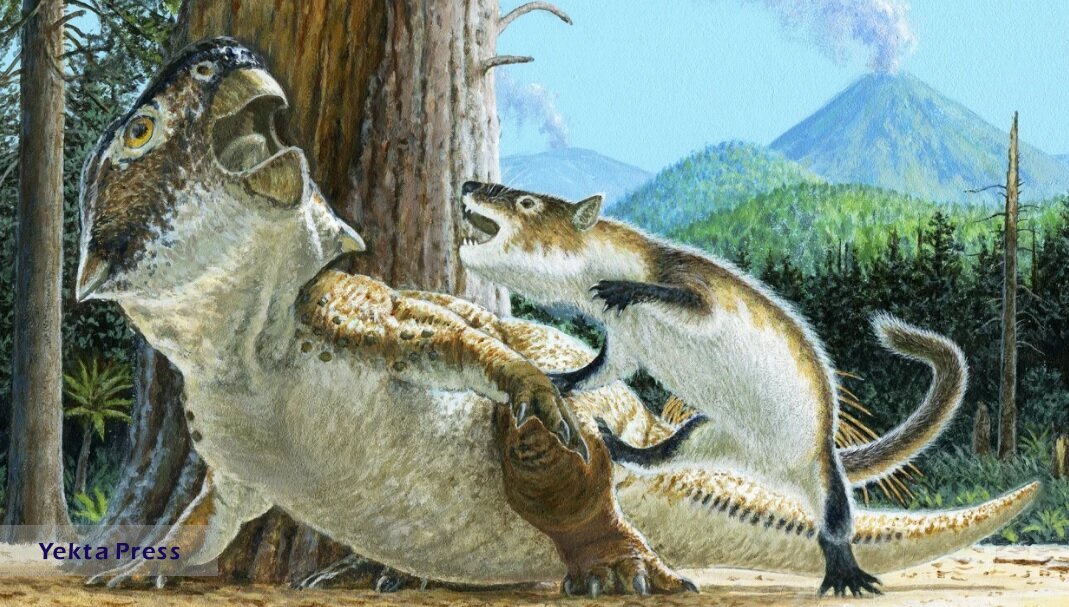 لحظه خاص نبرد مرگبار دایناسور و یک پستاندار کوچک که در تاریخ ثبت شد