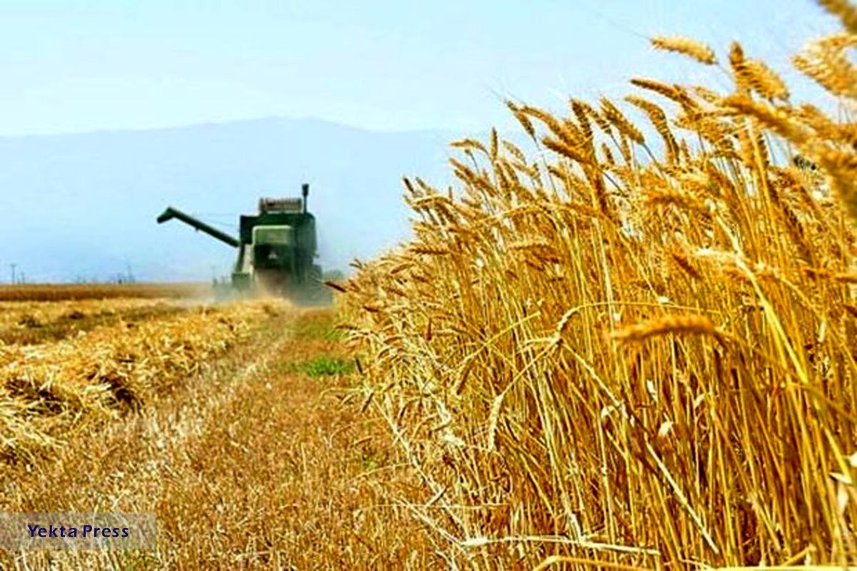 فهرسرنشین در میزان خرید گندم