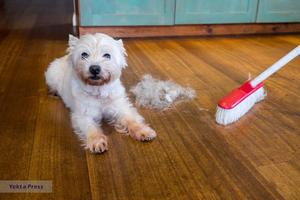 چگونه موی سر و موی حیوانات خانگی را از فرش جمع کنیم؟