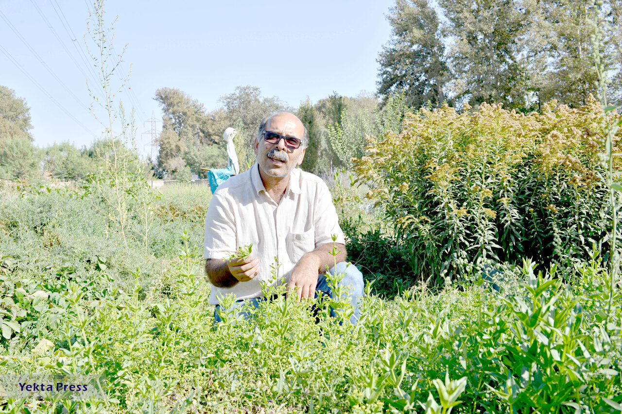 این‌جا باغ فیروزه است