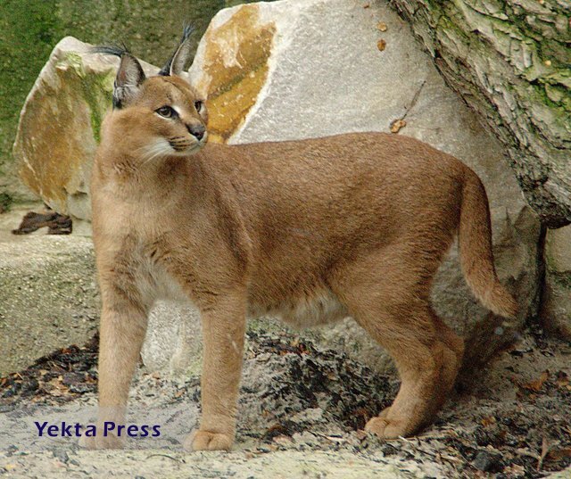 یک گونه نادر و کمیاب حیات وحش در ایران شناسایی شد