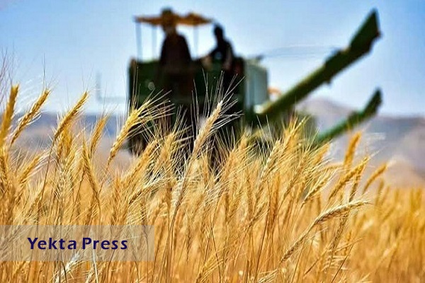 واردات گندم ۳.۱ میلیون تن کاهش یافت