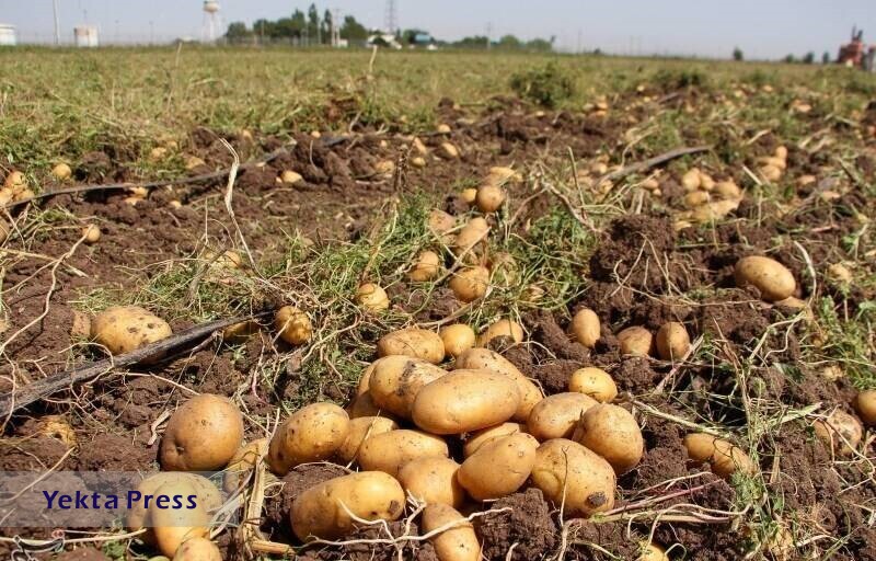وعده وزیر جه برای کاهش قیمت سیب زمینی و برنج